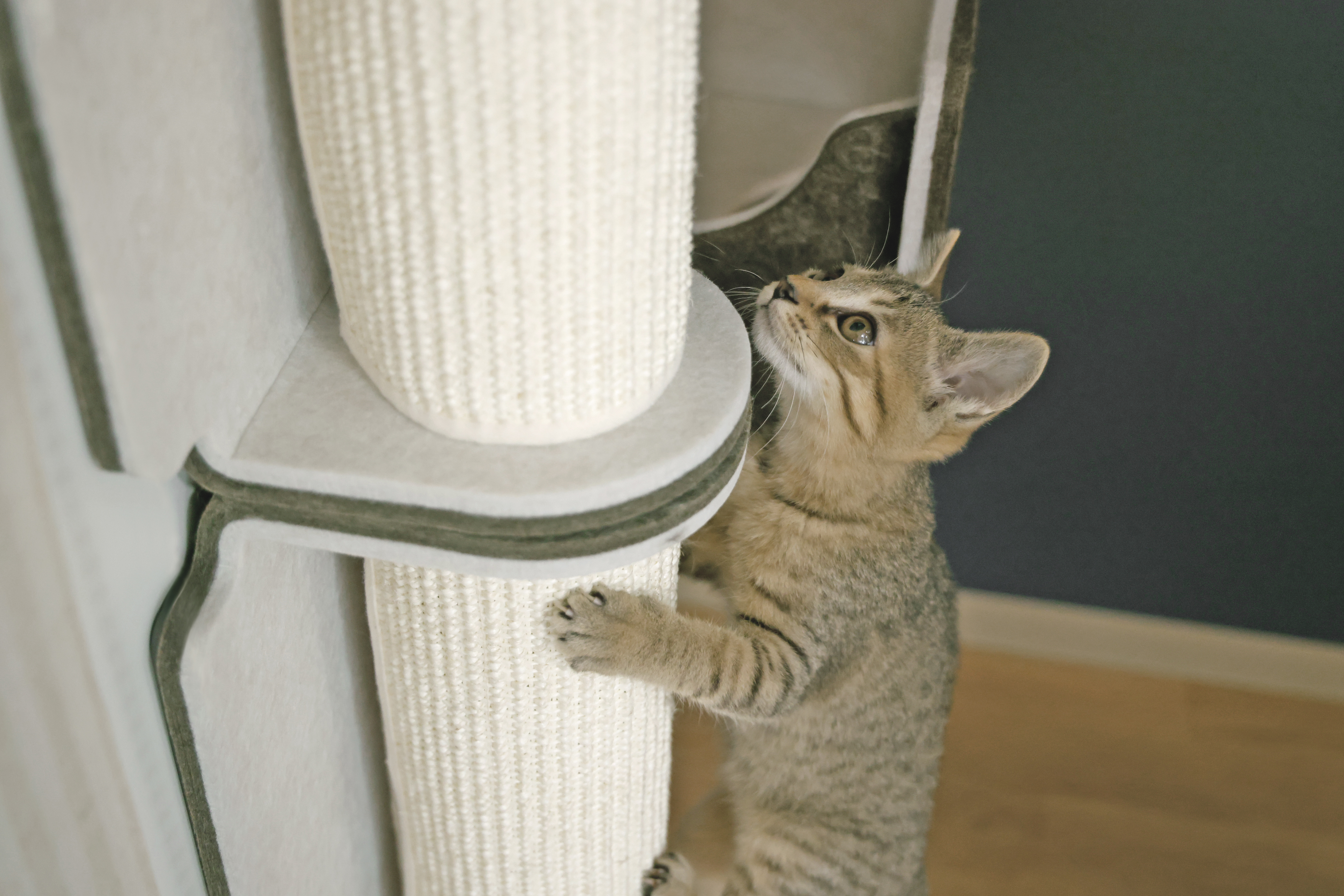 2月22日（猫の日）に、マグネット脱着式キャットウォール「猫壁」より 新パーツ「木登りポール」を発売 サムネイル画像